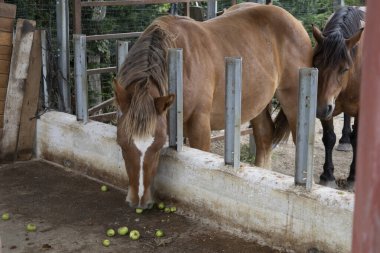 İki kahverengi at, biri at yemliğinde küçük boy elma yiyor.
