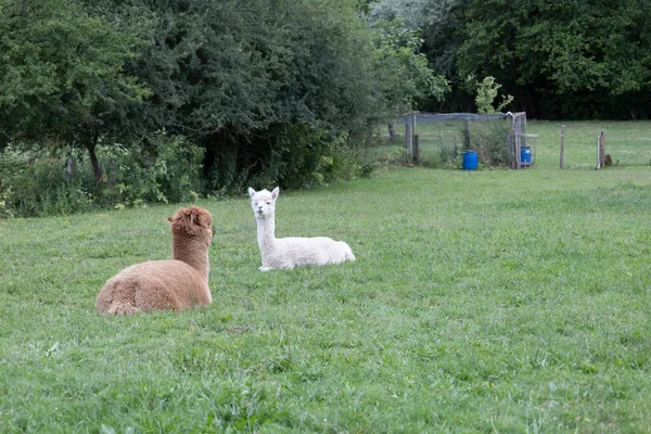 Två Alpacas Vilar Ett Fält Naturligt Gräs Tillbringar Eftermiddagen Fredligt — Stockfoto