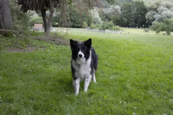 Jong Hond Kijken Naar Camera Wachten Tot Zijn Speelgoed Naar — Stockfoto