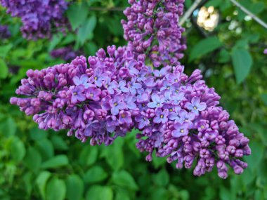 Mor çiçek açan zeytin dalı