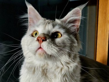 Beyaz Maine Rakunu yaklaş