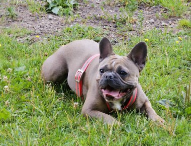 Bir Fransız Bulldog açık bir ağız ve pembe bir tasmayla çimlerin üzerinde uzanıyor.