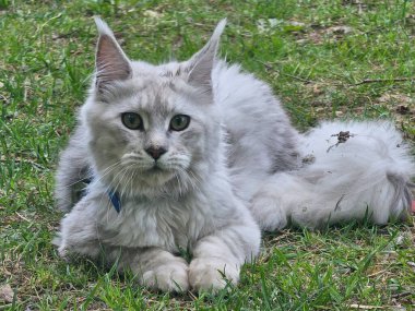 Çimenlikteki kedim.