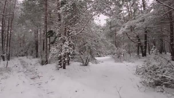 Beautiful Winter Forest Landscape Walking Majestic Serene Snowy Pine Trees — Stockvideo