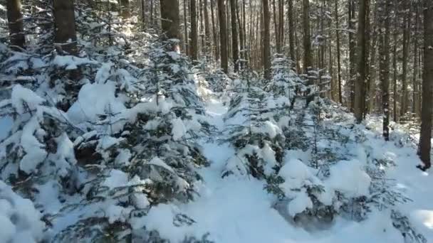 Caminhando Bela Floresta Montanha Inverno Com Cobertura Neve Raios Sol — Vídeo de Stock