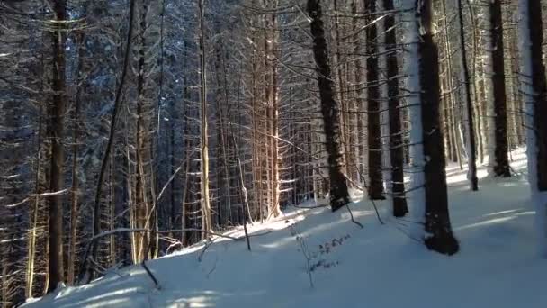 Promenade Dans Belle Forêt Montagne Hiver Avec Troncs Arbres Enneigés — Video