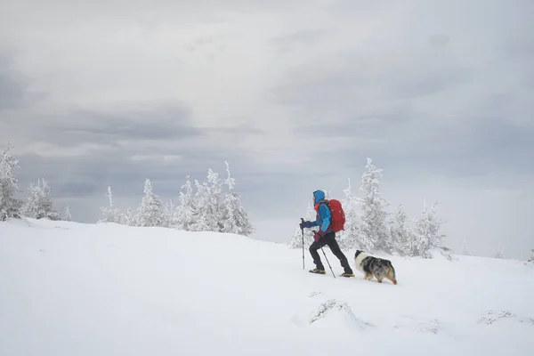 男人和他的狗友澳大利亚牧羊人一起在雪山上徒步旅行 — 图库照片