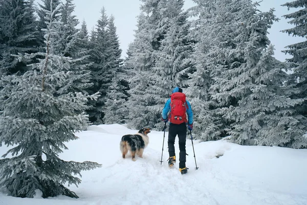 男人和他的狗朋友澳大利亚牧羊人一起在雪山的冬季森林里徒步旅行 — 图库照片