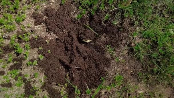 개미들 있습니다 클로즈업 서식지에 곤충들을 위에서 내려다보는 — 비디오