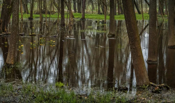 Voorjaarsbos Regen Bomen Overspoeld Met Water — Stockfoto