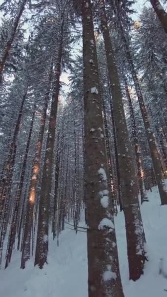 Κάτω Όψη Από Έδαφος Στο Στέμμα Δέντρο Δάσος Χιόνι Μπλε — Αρχείο Βίντεο