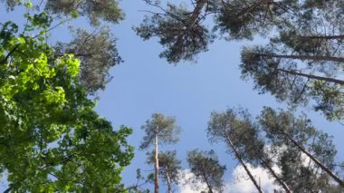 Açık mavi gökyüzüne karşı nefes kesici bir orman tepe örtüsünün dönen üst görüntüsü doğayla barışı ve bağlantıyı çağrıştırıyor.