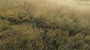 Neşeli kadın bacakları gün batımında çayırda koşuyor. 