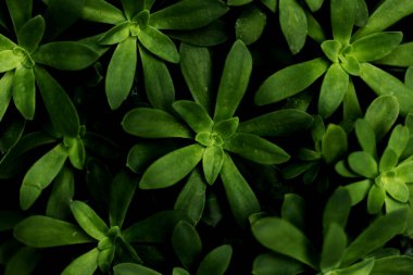 Sedum Dendroideum - yeşil yaprakların arkaplanını kapat - üst görünüm