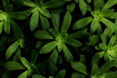 Sedum Dendroideum - close up of green leaves background - top view clipart