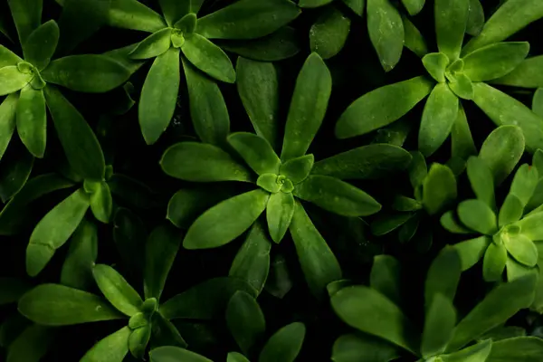 Sedum Dendroideum Nahaufnahme Von Grünen Blättern Hintergrund Draufsicht Stockfoto