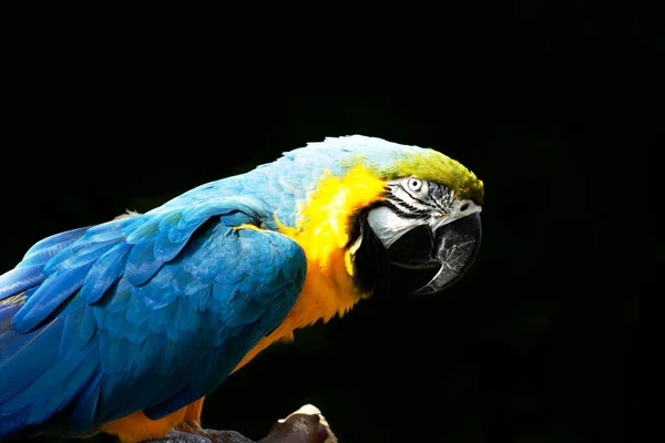 Blue and gold macaw bird - tropical parrot on a black background