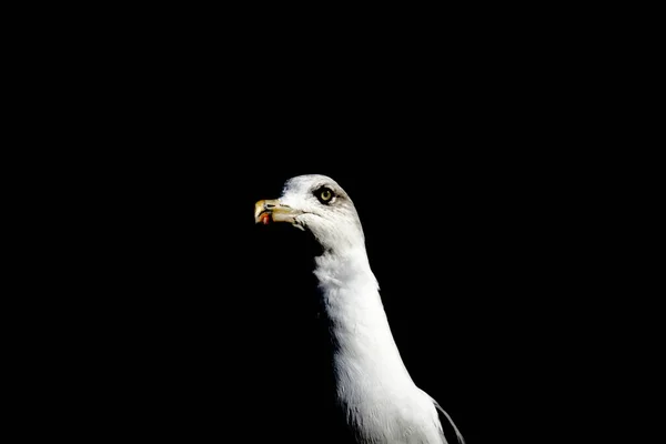 Seagull Half Shade — Stock Photo, Image
