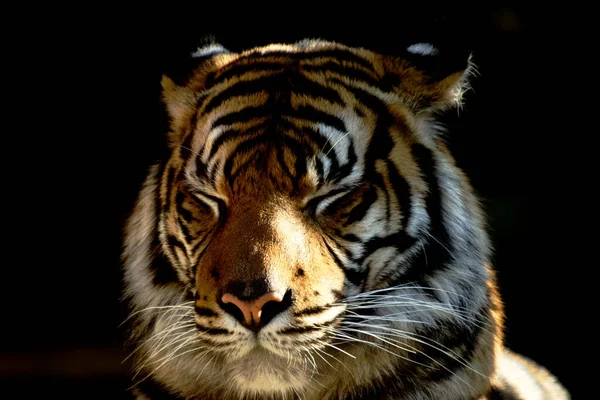 Gros Plan Tigre Sumatra Avec Les Yeux Fermés — Photo