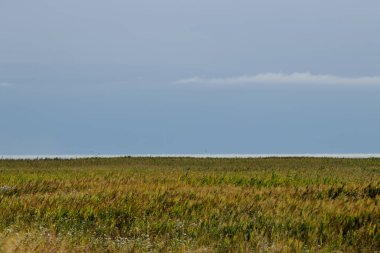 Açık mavi gökyüzü ile uzun otlar - çayır - manzara
