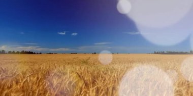 Parıltıda bir buğday tarlası ve ışık objesi.