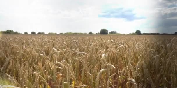 Поле Пшеницы Сиянии Артефакт Света — стоковое видео