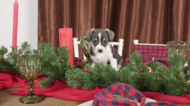 Noel süslemeli bir odada masada oturan sevimli gülümseyen köpek yavrusunun komik portresi.