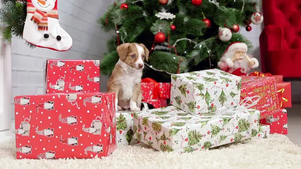 かわいい黒と白のチワワの子犬クリスマスの装飾とテーブルに座って — ストック写真