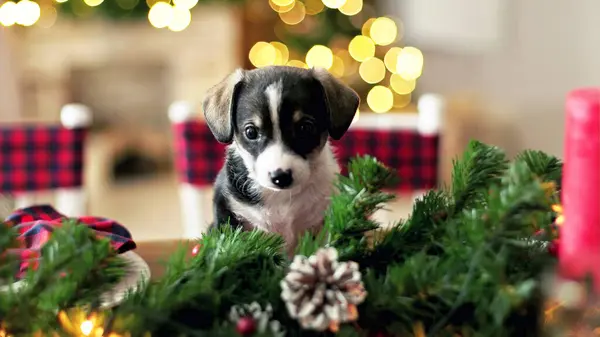 Колекція Різдвяних Собак Веселі Різдвяні Ілюстрації Милих Домашніх Тварин Стокове Фото