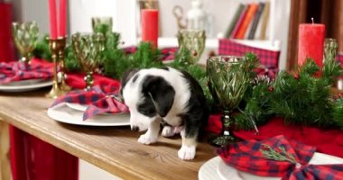  Noel süslemeli bir odada, üzerinde Noel yazıları olan bir masada oturan sevimli gülümseyen bir köpeğin komik portresi.