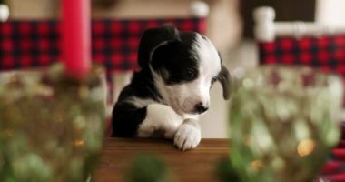 Noel masasında elinde çelenkle oturan sevimli siyah beyaz köpek yavrusu.