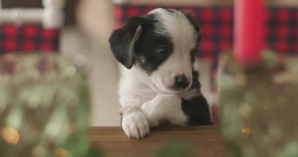 在圣诞装饰的房间里 一只可爱的笑着的小狗坐在桌子上 上面有题词 这幅有趣的肖像 — 图库视频影像