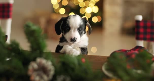 在装饰过的圣诞桌上 一只可爱的笑着的小狗坐在桌子上的滑稽画像 — 图库视频影像