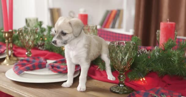 Funny Portrait Cute Smiling Puppy Sitting Table Christmas Decorated Room — Stock Video