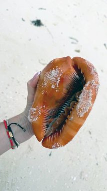 Beyaz kumsalda deniz kabuğu. Deniz kabuğu elinde