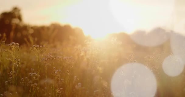 Zachód Słońca Polu Polnymi Kwiatami Trawami — Wideo stockowe
