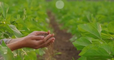Tarlada bir avuç toprak tutan çiftçi.