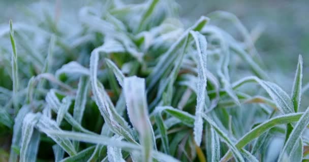 早朝の草の上に霜が降りました クローズアップ — ストック動画