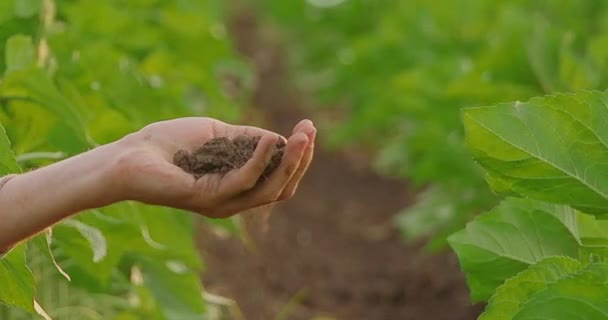 Фермерська Рука Тримає Насіння Соняшнику Соняшниковому Полі — стокове відео