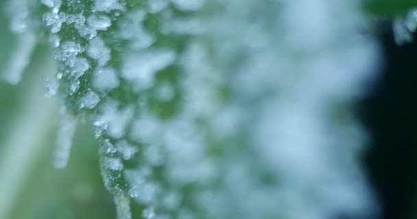 Мороз Листі Рослини Крупним Планом Макрозйомка — стокове відео