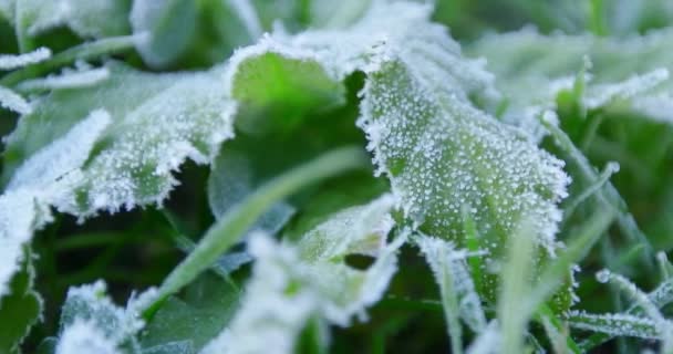 Frost Auf Den Blättern Der Himbeersträucher Frühen Morgen — Stockvideo