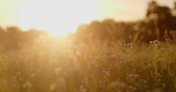 Sonnenuntergang Feld Mit Wildblumen Und Gräsern — Stockvideo