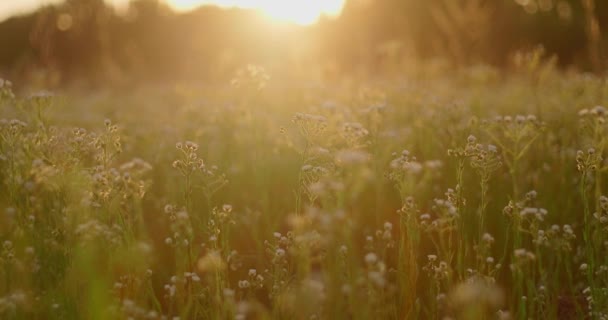 Puesta Sol Campo Con Flores Silvestres Hierbas — Vídeos de Stock