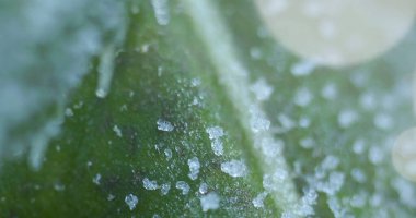 Yakın çekim makro fotoğrafçılığının yapraklarında buz var..