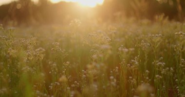 Yazın çayırda gün batımı. Sığ alan derinliği.