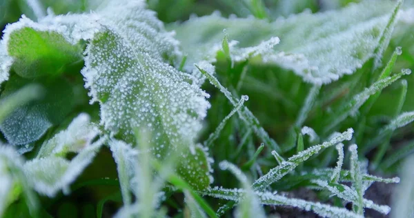 Frost on the leaves of raspberry bushes in the early morning.