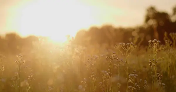 stock image Sunset in the field with wildflowers and grasses.