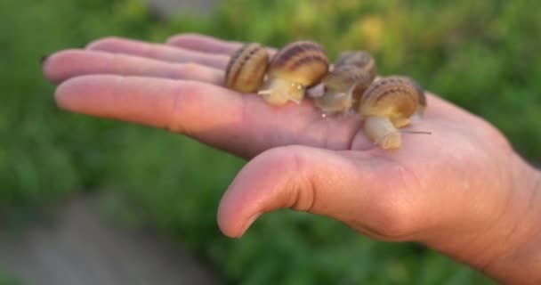 달팽이 여름에 정원에서 크롤링 달팽이 — 비디오