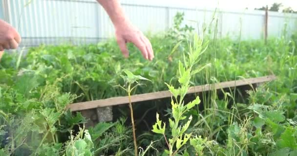 Fazenda Caracol Caracóis Rastejando Uma Folha Verde Jardim Verão — Vídeo de Stock