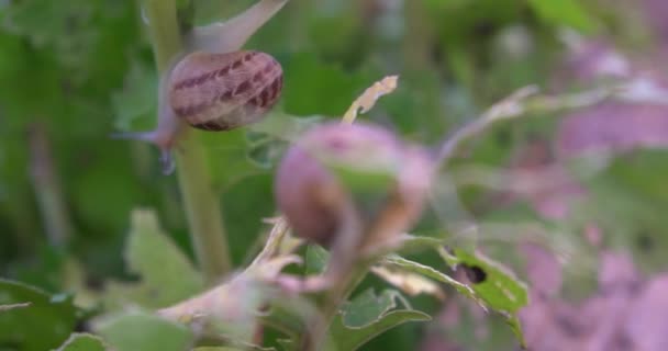 Φάρμα Σαλιγκαριών Σαλιγκάρια Σέρνονται Ένα Πράσινο Φύλλο Στον Κήπο Καλοκαίρι — Αρχείο Βίντεο
